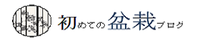 初めての盆栽 ブログ